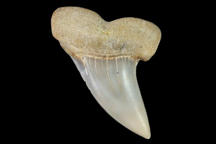 Mako Shark Tooth Fossil - Sharktooth Hill, CA #94736